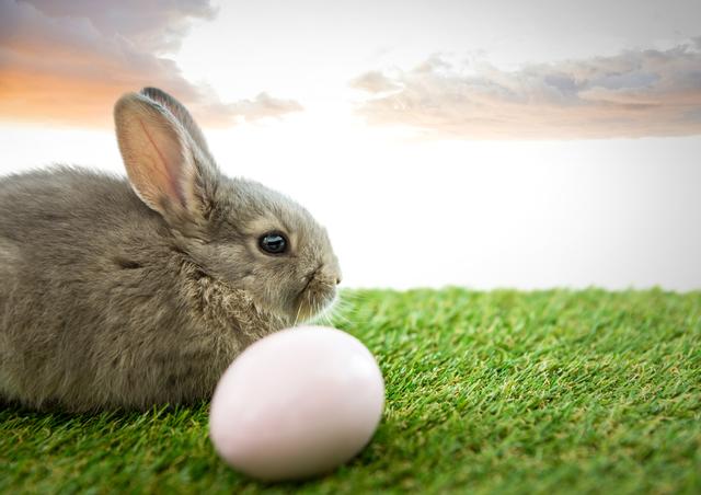 Adorable young rabbit sitting next to a pastel-colored egg on lush green grass with a soft evening sky and sunset in the background. Perfect for Easter greeting cards, holiday advertisements, children's decor, and festive social media content.