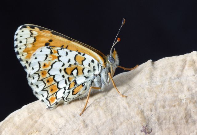 Close-Up of Patterned Butterfly on Stone Against Black Background - Download Free Stock Photos Pikwizard.com