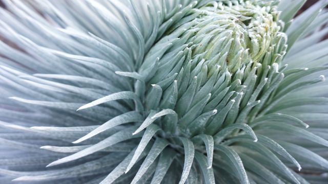 This captivating close-up image showcases the textured spiral pattern of a silver-green plant with uniquely pointed leaves. The detailed view emphasizes the natural beauty and intricate design, making it suitable for use in botanical studies, nature articles, gardening blogs, and as decorative wall art.