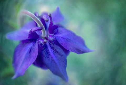 Mystical Purple Flower in Dreamlike Garden Scene