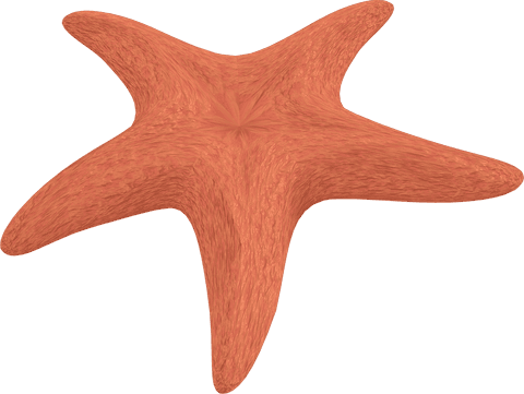 Orange starfish on transparent background marine life illustration