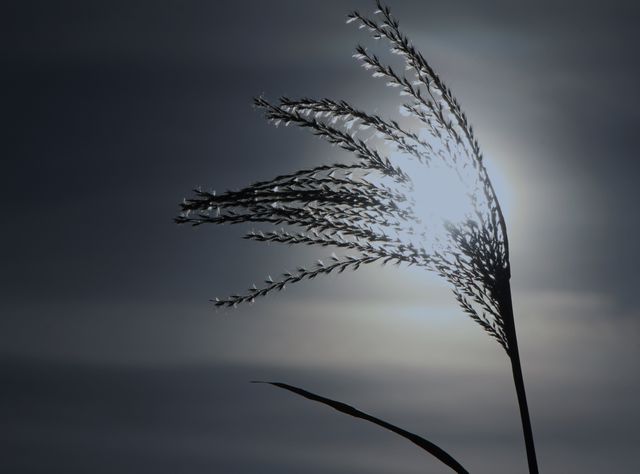 Serene Silhouette of Grass Against Sunset - Download Free Stock Photos Pikwizard.com
