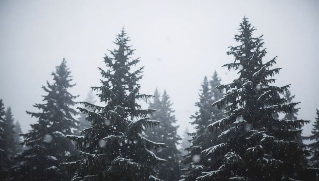 Snow-dusted evergreen forest receding into mist with falling snow and moody winter light