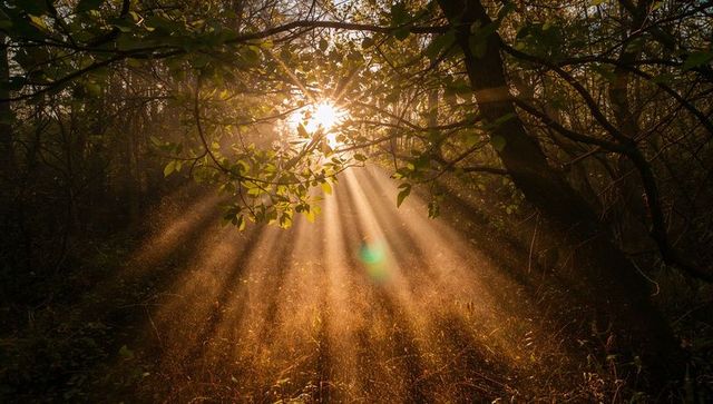Sunbeams Through Forest Canopy Illuminating Misty Grass at Golden Hour with Green Flare