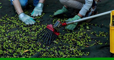 Harvesting olives in orchard using traditional tools