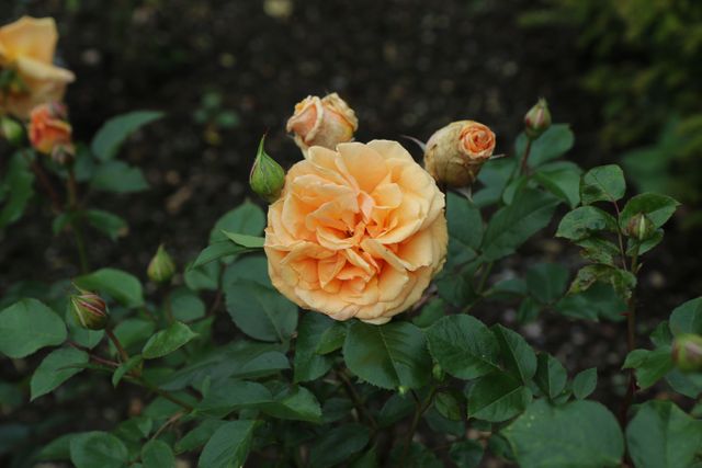 Peach Rose Blooming in Garden - Download Free Stock Photos Pikwizard.com