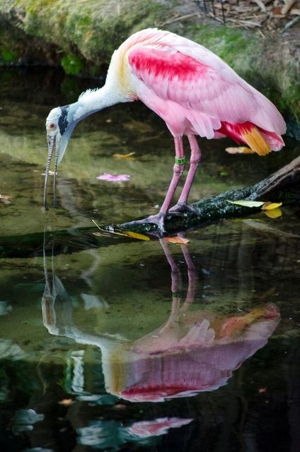 Roseate Spoonbill bird standing on branch while drinking water from pond, showcasing beautiful pink feathers. This nature and wildlife scene can be used for educational content about bird species, promoting environmental conservation, or as decorative art print depicting serene outdoor wildlife.