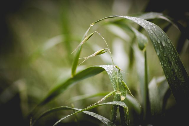 Green Grass With Water Droplets - Download Free Stock Photos Pikwizard.com