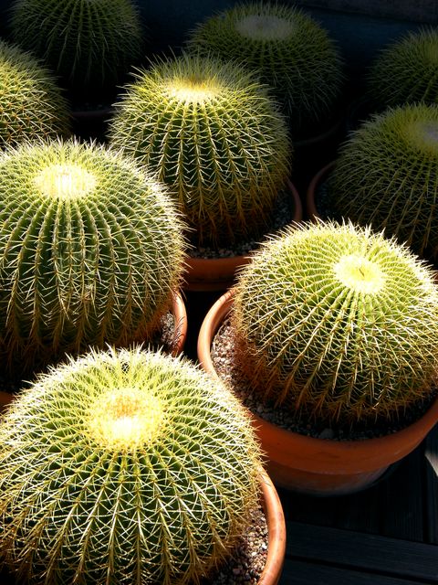 Circular golden barrel cacti thriving in orange pots, bathed in sunlight. Ideal for illustrating concepts related to desert plants, gardening, sustainable living, and outdoor decor. The vibrant green and neatly arranged cacti provide a visually captivating and nature-inspired aesthetic.