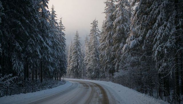 Curving winding snow-covered road through misty evergreen forest in winter light
