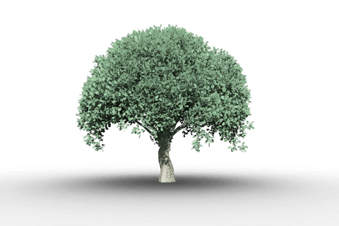 tree with lush green foliage on transparent background - Download Free Stock Videos Pikwizard.com