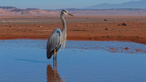 Great Blue Heron Standing in Shallow Desert Waterhole Reflecting in Calm Blue Pool on Red-Brown Plai