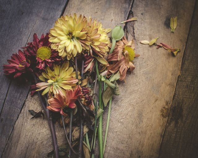 Wilted Chrysanthemums on Rustic Wooden Surface - Download Free Stock Photos Pikwizard.com