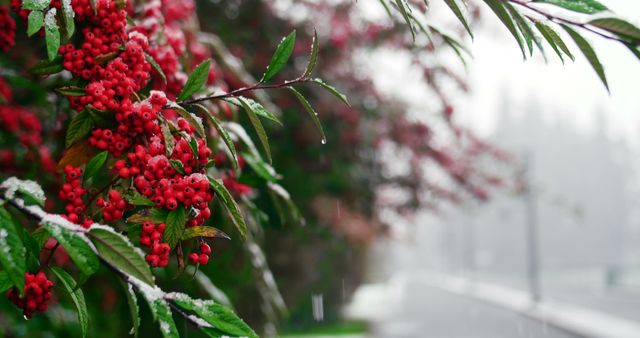 Close-up of snow falling on red berry tree during winter