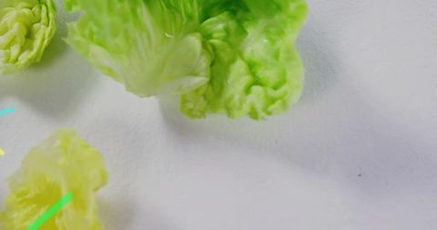 Fresh green lettuce leaves on white background