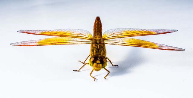 Golden dragonfly with vibrant wings captured in stunning detail from the front on a white background. Ideal for use in educational materials, entomology studies, nature and wildlife articles, and decorative prints.