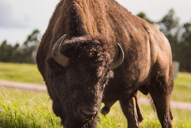 Powerful bison grazes peacefully in an open field. Perfect for use in wildlife documentaries, educational materials, conservation campaigns, or nature-focused publications. The strong presence of the bison can convey themes of strength, resilience, and the beauty of natural habitats.