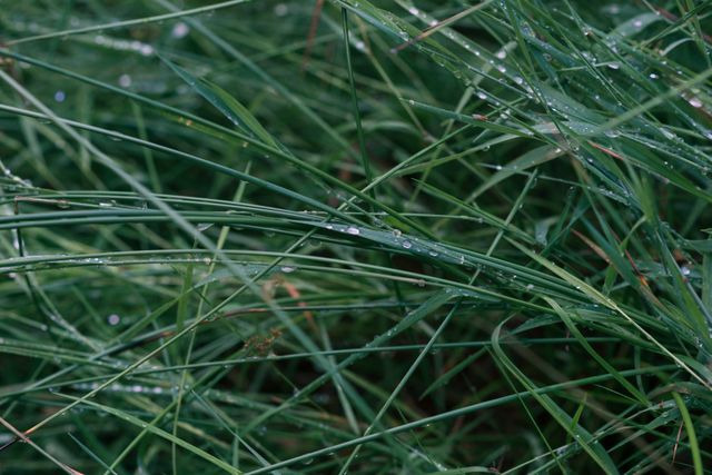 This close-up captures sparkling dew drops on fresh green grass blades, emphasizing natural beauty and tranquility. Ideal for use in nature blogs, wellness websites, environmental presentations, and backgrounds for digital designs focused on health and relaxation.