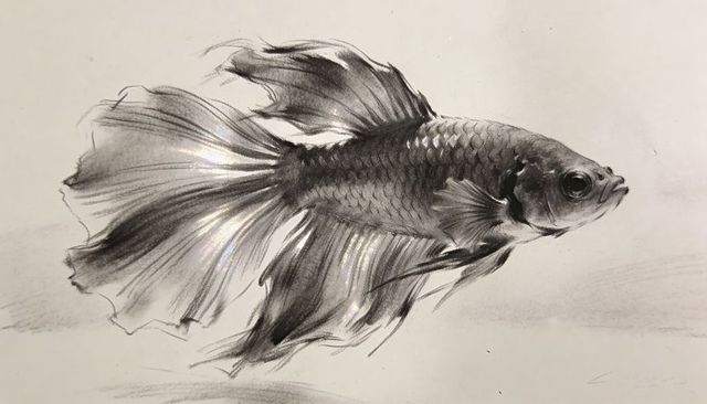 Graphite betta fish sketch with flowing fins and textured scales charcoal pencil artwork