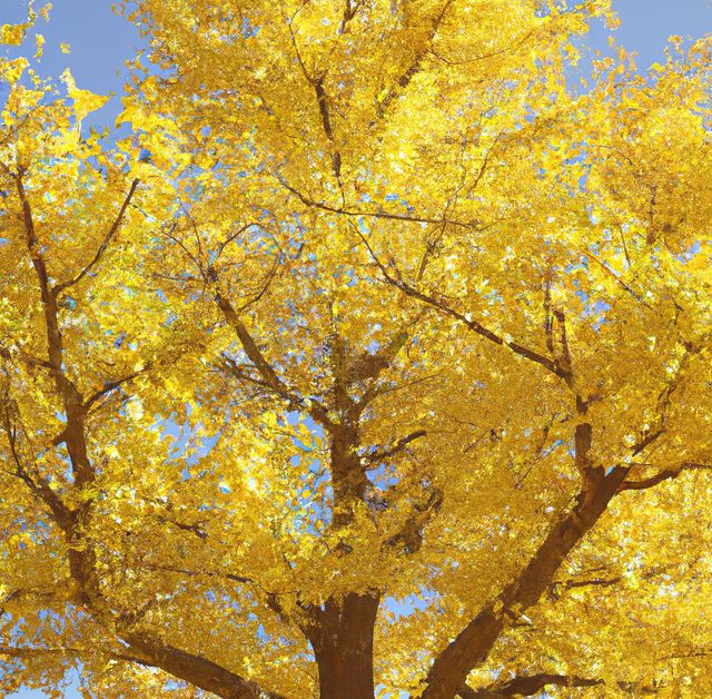 General view of yellow leaves of ginkgo tree on sunny day. Nature, harmony and tree concept.