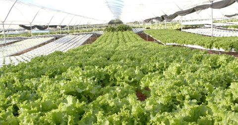 Hydroponic Greenhouse with Lush Green Lettuce Rows