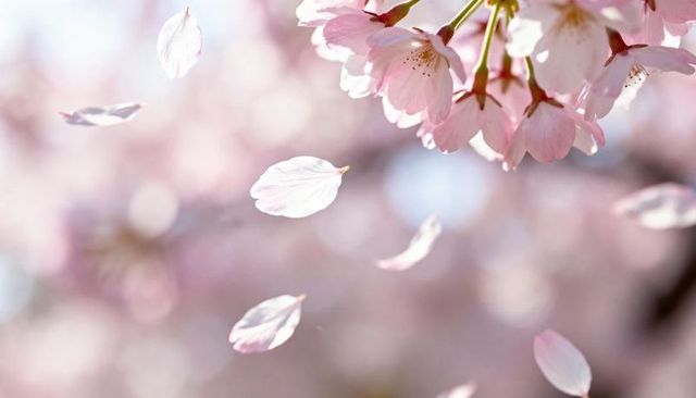 Delicate Pink Cherry Blossom Petals Drifting in Breeze with Soft Pastel Bokeh Background