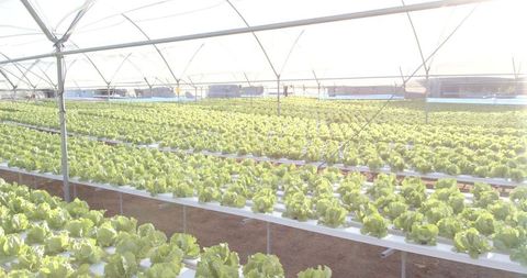 Hydroponic lettuce farm with fresh green leaves in greenhouse