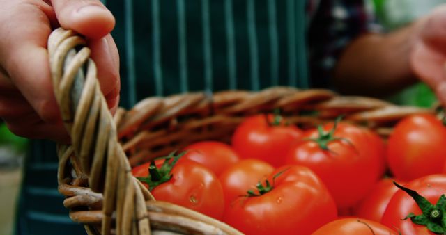 Close-up of basket filled with fresh red tomatoes carried by farmer. Great for themes related to agriculture, organic farming, gardening, fresh produce, and healthy eating. Ideal for use in articles, blog posts, or websites promoting local farming, nutrition, and farm-to-table concepts.