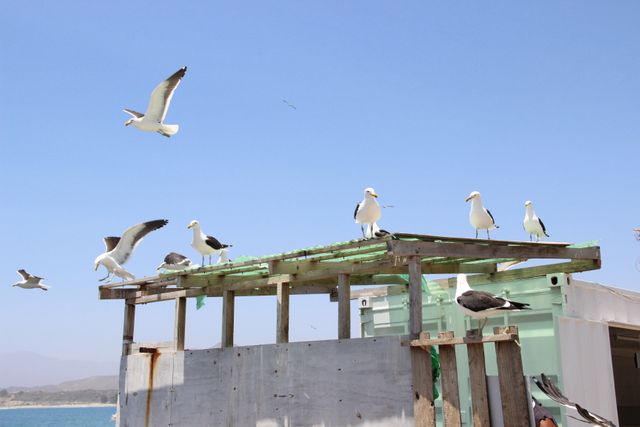 Seagulls are flying and perched atop a wooden structure by the seaside. The birds are in mid-flight and together around a rough construction. This scene depicts coastal wildlife in a natural, serene environment with clear, blue skies. This can be used for themes related to nature, coastal living, wildlife, and ornithology.