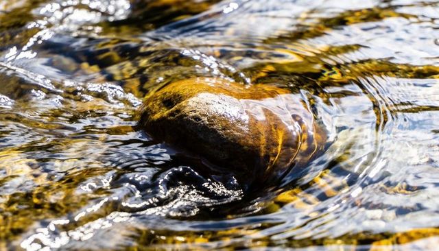 Sunlit River Rock and Flowing Ripples Showing Golden Caustics and Smooth Pebble Texture