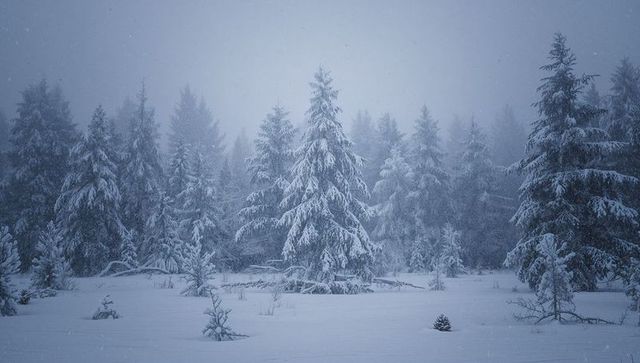 Snow-laden evergreen standing in misty boreal clearing with falling snow and blue light