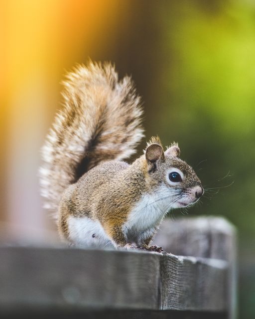 Close-up of Squirrel Standing on Fence with Fluffy Tail - Download Free Stock Photos Pikwizard.com