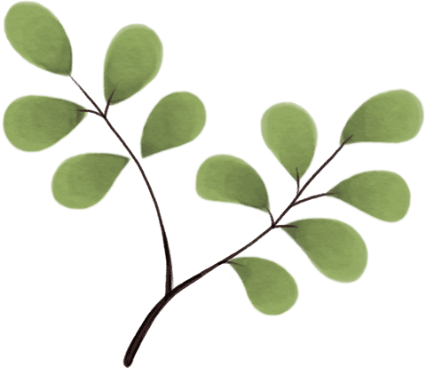 Illustrated branch with green leaves on transparent background