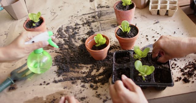 People involved in gardening with plant seedlings, arranging and potting them. Can be used for content related to gardening activities, environmental conservation, hobby farming, self-sufficiency, or horticultural education.