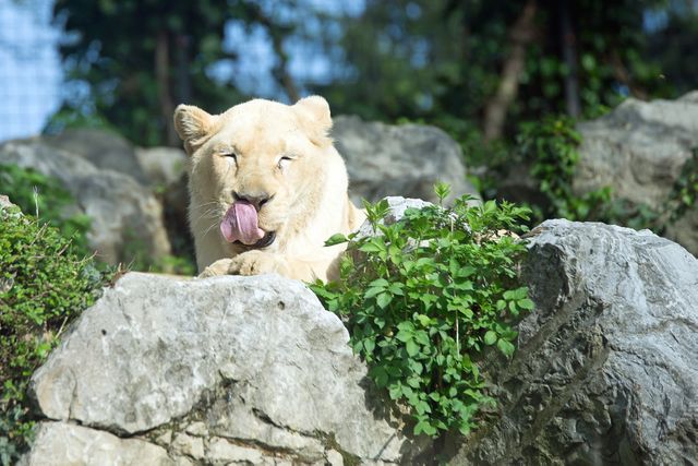 Capturing a rare moment, this image shows a white lion leisurely licking its lips while resting among rocks in a forested area. Ideal for use in wildlife conservation campaigns, nature documentaries, educational materials, and animal-related articles. Emphasizes the majesty and natural behavior of wild animals in their habitats.
