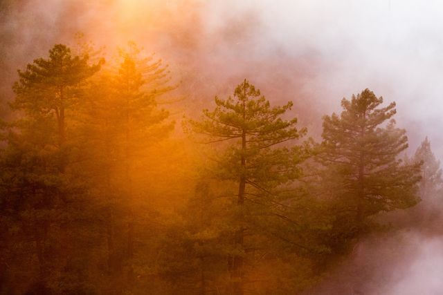 Dense pine trees in a misty forest at sunrise are illuminated by golden light, creating a tranquil and stunning natural scene. Ideal for environmental campaigns, desktop wallpapers, and nature-themed backgrounds.