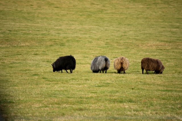 Sheep are grazing in an open pasture with shades of black, gray, and brown wool. This can be used for agricultural content, farming blogs, rural living articles, or livestock-themed designs.