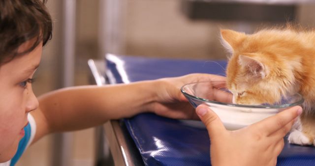 Child feeding a cat with milk in the clinic - Download Free Stock Photos Pikwizard.com