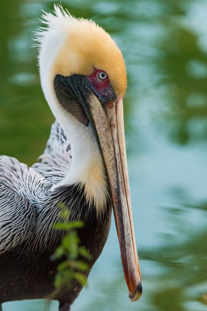 This close-up showcases a distinctive pelican with unique colorful plumage and a long beak, standing by water. The image accentuates the bird's striking colors and magnificence. Perfect for nature and wildlife photography collections, relevant for ornithology-related materials, and suitable for use in wildlife conservation campaigns.