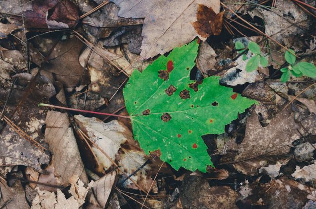 Green leaf stands out against dead brown leaves on forest floor. Use for themes about nature, change of seasons, contrast between life and decay, and environmental issues.