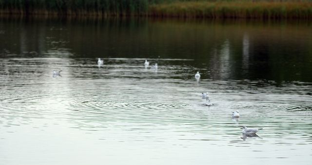 Seagulls Floating on Calm Lake - Download Free Stock Images Pikwizard.com