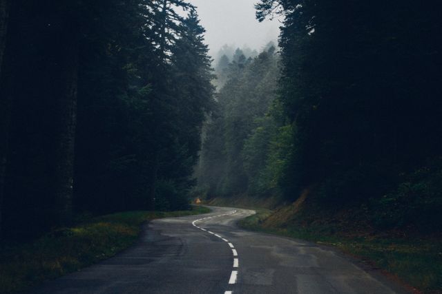 Image shows a foggy, winding road cutting through a dense forest of tall pine trees, creating a serene and tranquil atmosphere. Suitable for use in travel blogs, nature photography portfolios, and promotional materials for road trips and adventure activities. Can also be used in content illustrating peaceful sceneries for relaxation or mindfulness contexts.