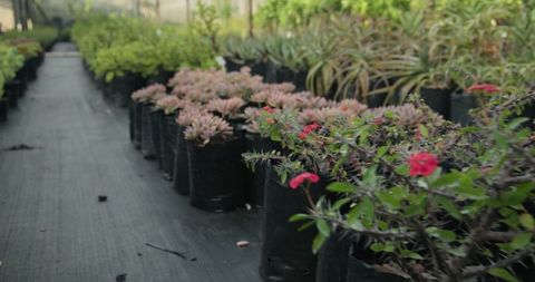 Succulents and Flowering Shrubs in Modern Greenhouse
