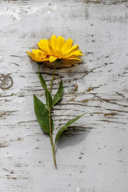 Yellow flower lying on rustic, weathered wooden surface. Ideal for backgrounds, spring or summer-themed designs, invitations, botanical studies, or natural beauty promotions. Evokes simplicity and harmonious blend of natural elements.