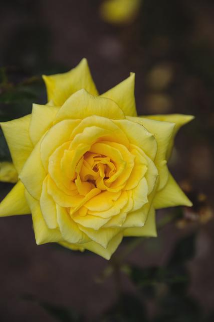 Close-Up of Yellow Rose in Bloom - Download Free Stock Photos Pikwizard.com