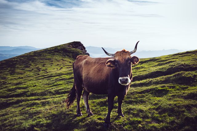 Brown cow stands peacefully on a lush green mountain top, highlighting the blend of agriculture and nature. The serene background with rolling hills and distant mountain peaks accentuates the tranquil rural setting. Ideal for use in agricultural promotions, nature-themed projects, or as a calming decorative piece in home or office environments.