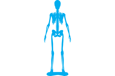 Transparent Vector Silhouette of Skeleton - Download Free Stock Videos Pikwizard.com