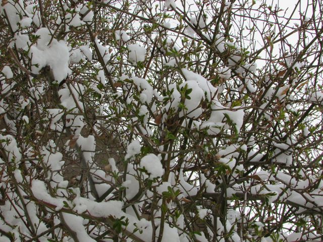 Branches covered in light snow, indicating a transition from winter to spring. New growth is visible among snow-clad branches, suggesting the arrival of spring. Great for use in seasonal greeting cards, blog posts about seasonal changes, or as a background depicting nature's beauty and transitions.