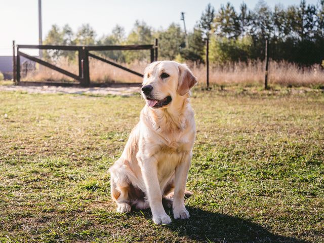 Golden Retriever is sitting calmly on a grassy field during a sunny day. This image captures a serene outdoor moment, perfect for themes related to pets, nature, and the countryside. Ideal for use in pet care advertisements, outdoor activity promotions, and veterinary websites.