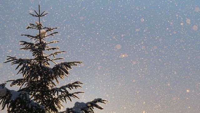 Snowfall glimmering on evergreen branches at twilight with golden sparkling bokeh